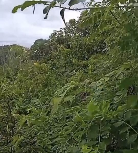 Di Jual Tanah View Laut Parangtritis Gunung Kidul Jogjakarta