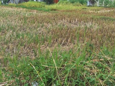 Di Jual Super Murah Tanah view Sawah di CondongCatur Utara JIH Yogya