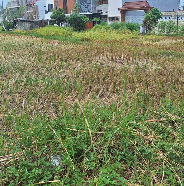 Di Jual Super Murah Tanah view Sawah di CondongCatur Utara JIH Yogya