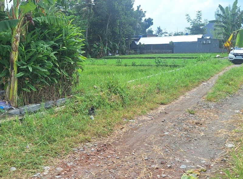 Di Jual Super Murah Tanah view Sawah di CondongCatur Utara JIH Yogya