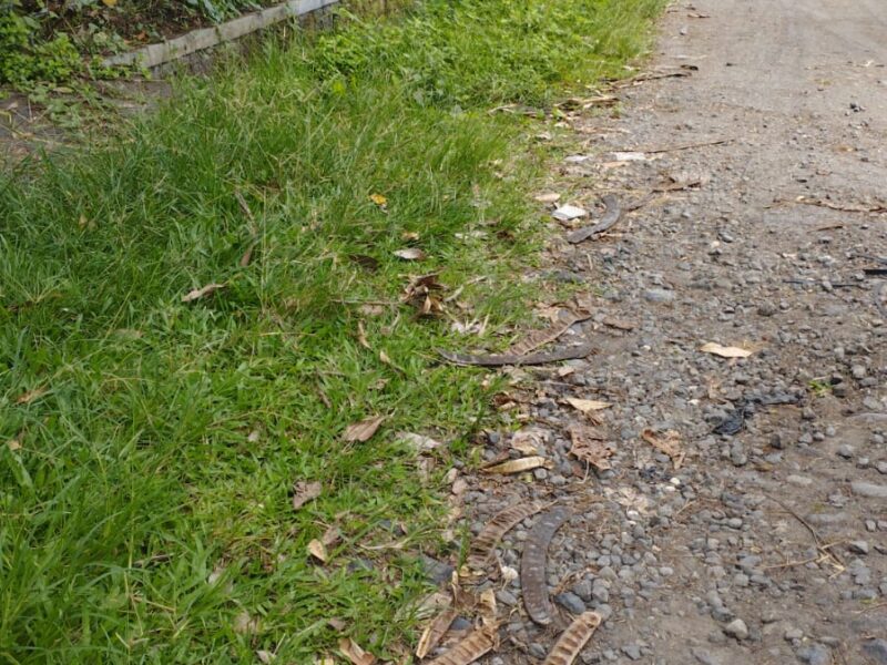 Jual Tanah Murah Lokasi di Jl Kaliurang KM 10 Barat Pasar Gentan Sardonoharjo Ngaglik Sleman , Yogyakarta