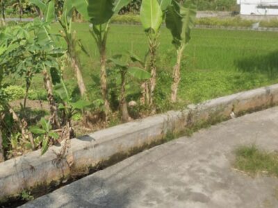 Di Jual Murah Tanah Pekarangan Lokasi Sumberadi Mlati Sleman Jogjakarta