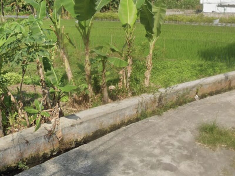 Di Jual Murah Tanah Pekarangan Lokasi Sumberadi Mlati Sleman Jogjakarta