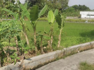 Di Jual Murah Tanah Pekarangan Lokasi Sumberadi Mlati Sleman Jogjakarta