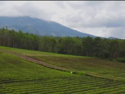 Di Jual Tanah Area Wisata Tebing Breksi & Jalur Wisata di Sambisari Prambanan Sleman Jogjakarta