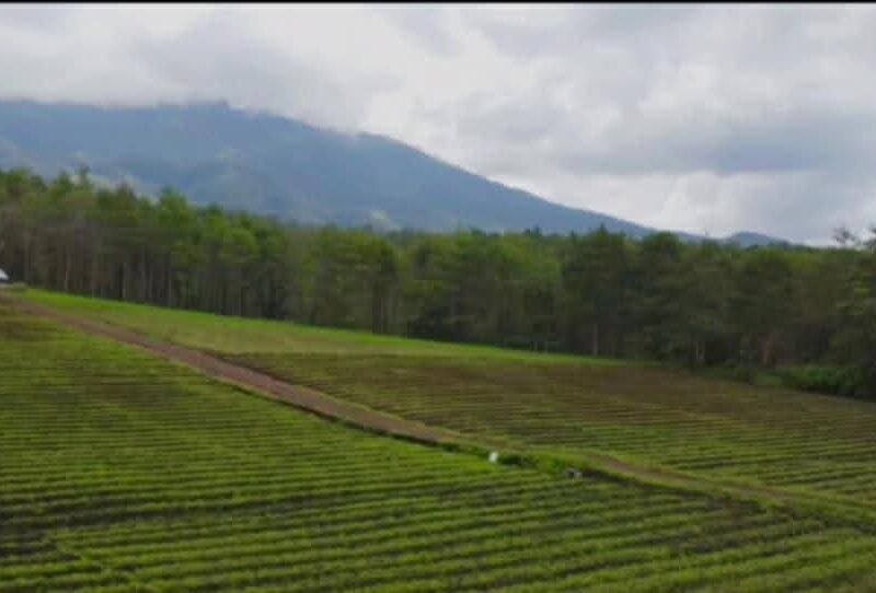 Di Jual Tanah Area Wisata Tebing Breksi & Jalur Wisata di Sambisari Prambanan Sleman Jogjakarta