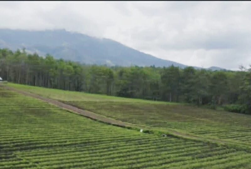 Di Jual Tanah Area Wisata Tebing Breksi & Jalur Wisata di Sambisari Prambanan Sleman Jogjakarta