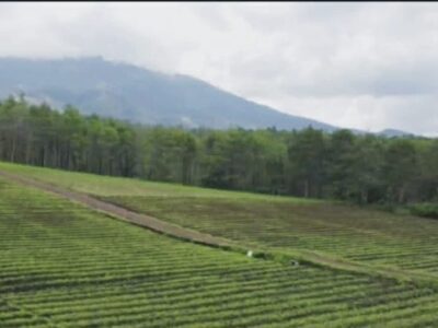 Di Jual Tanah Area Wisata Tebing Breksi & Jalur Wisata di Sambisari Prambanan Sleman Jogjakarta