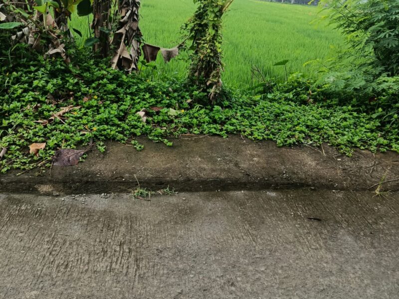 Di Jual Tanah Pekarangan Lokasi Selatan Kampus UII Sardonoharjo Ngagalik Sleman Jogja