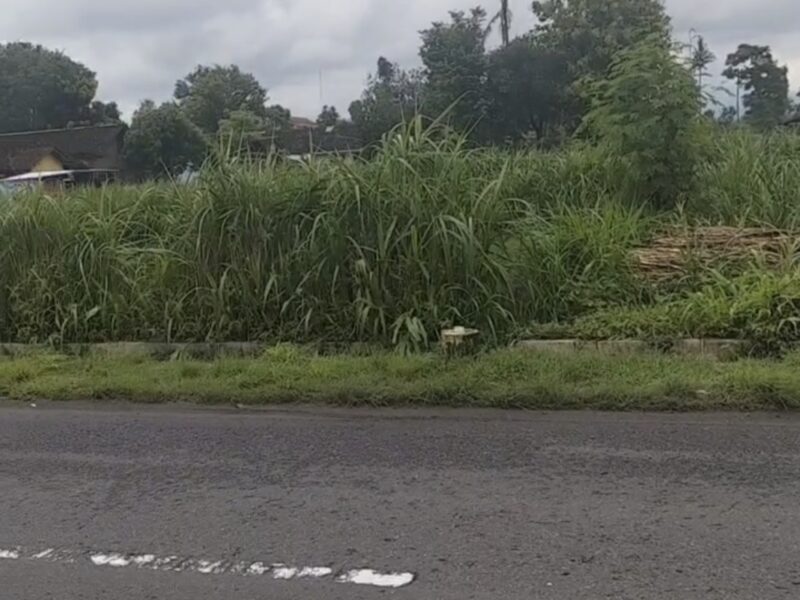 Di Jual Harga Menarik Tanah Pekarangan Lokasi Pinggir Jl Raya Selomartani Kalasan Sleman , Jogjakarta