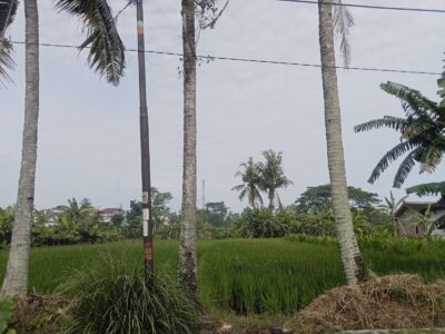 Di Jual Murah Tanah Pekarangan Asri Dengan Pemandangan Hijau Lokasi JL Kaliurang KM 9 Ngondangan Sardonoharjo Ngaglik Sleman , Jogja