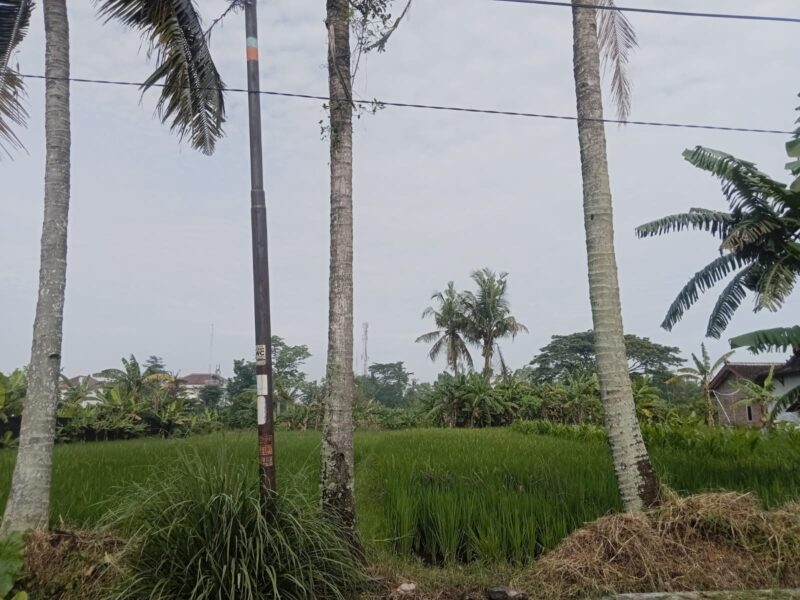 Di Jual Murah Tanah Pekarangan Asri Dengan Pemandangan Hijau Lokasi JL Kaliurang KM 9 Ngondangan Sardonoharjo Ngaglik Sleman , Jogja